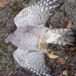 Falta de resposta em Euskadi à onda de aves de rapina protegidas mortas a tiros